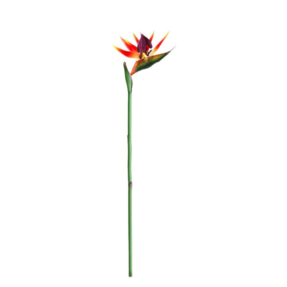 ดอกสเตรลิเซียเทียมก้านยาว ตกแต - Bird Paradise Strelitzia บทวิจารณ์และราคา