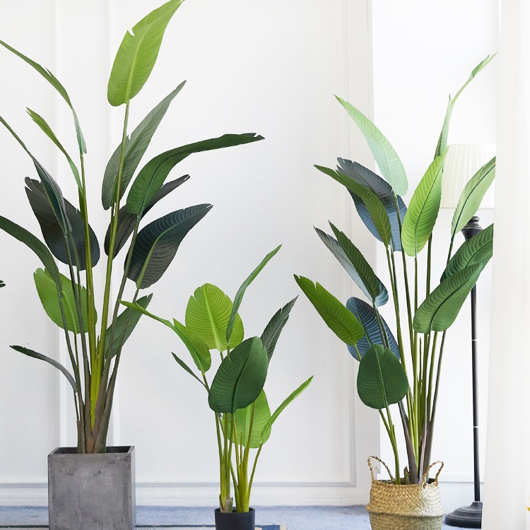 กระถางต้นไม้พลาสติกเทียม ​ ปลู - Bird Paradise Strelitzia บทวิจารณ์และราคา
