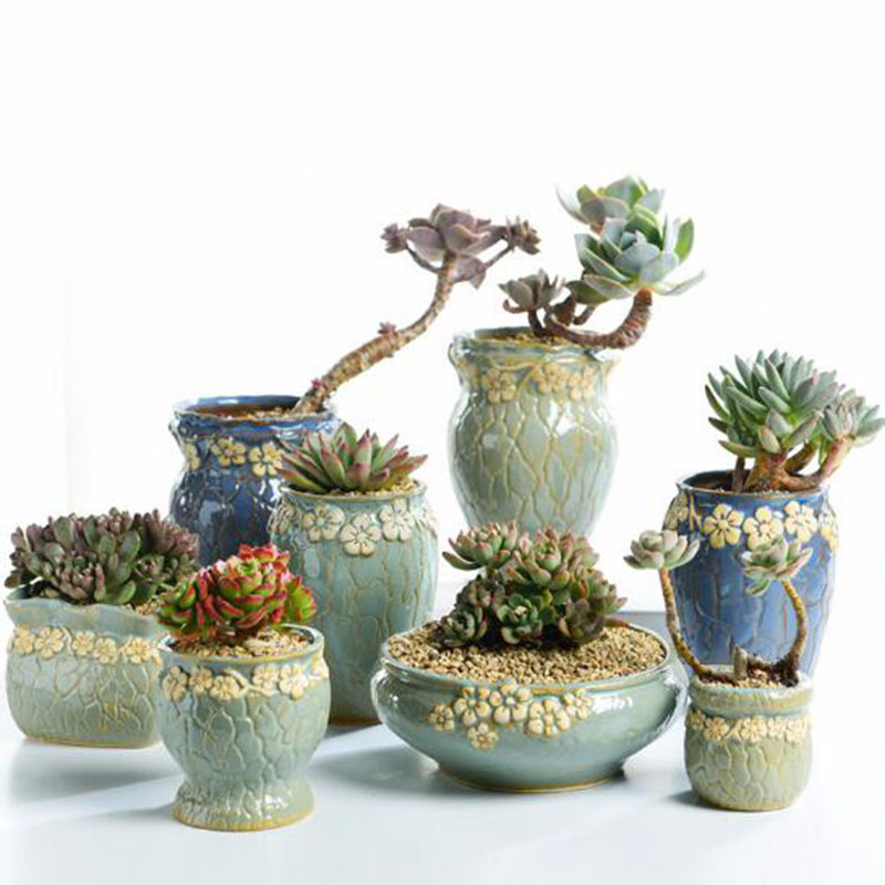 Succulent พืชกระถางดอกไม้ขนาดก - Echeveria Succulent บทวิจารณ์และราคา
