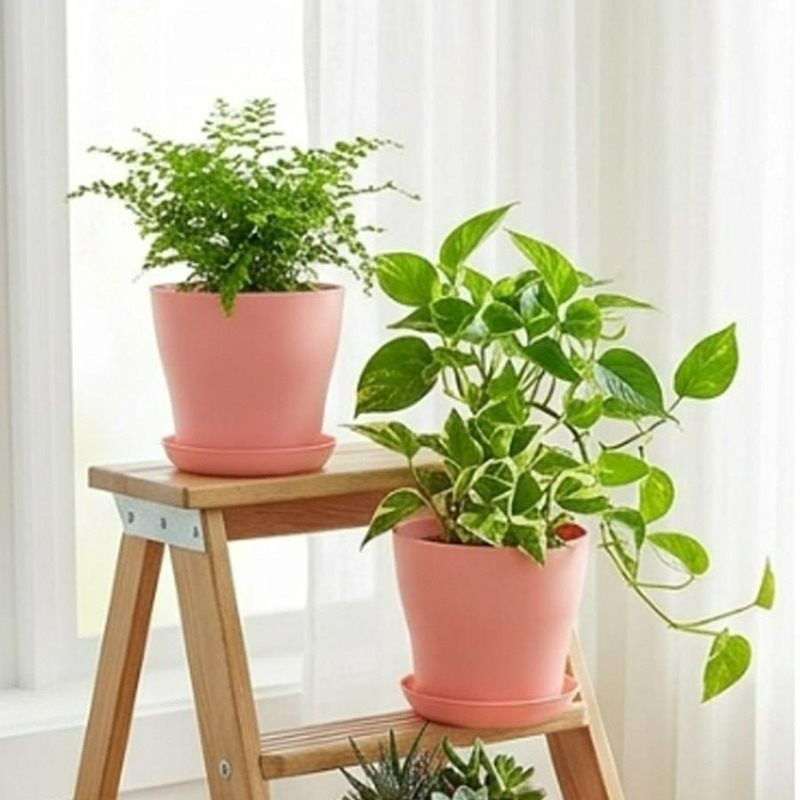 ชุดกระถางต้นไม้พร้อมรูระบายน้ำ - Echeveria Succulent บทวิจารณ์และราคา